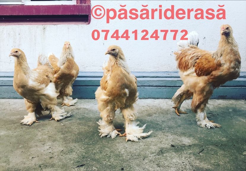 BB11FB05-317E-4961-B66F-86FAEB3DEABE - Brahma Lemon