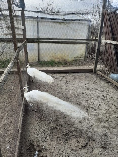 PAUNI ALBI 2 - pauni 2015