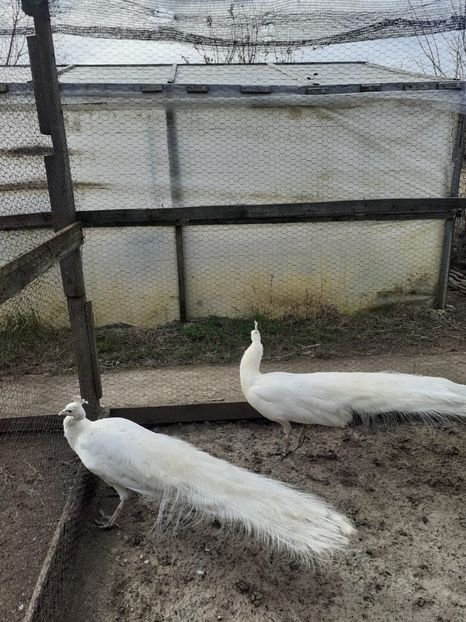 PAUNI ALBI 3 - pauni 2015