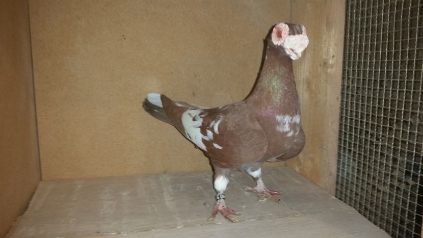  - PORUMBEI PASIUNE PERFECTIUNE PERSPECTIVE