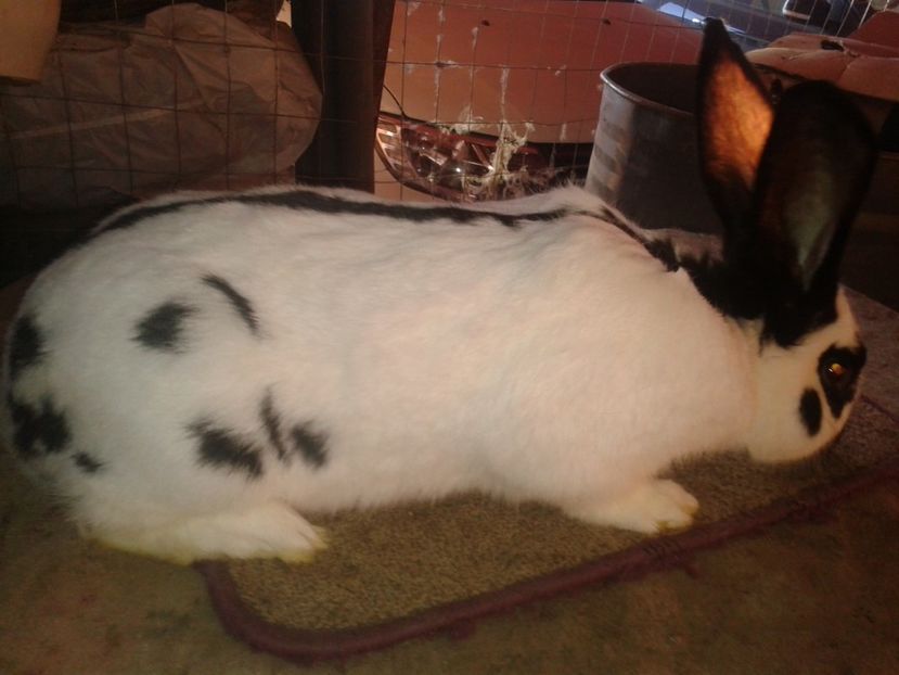 tarka1 - 02-DE VANZARE