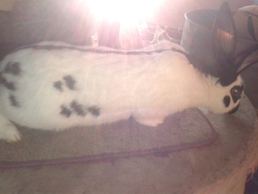 tarka2 - 02-DE VANZARE