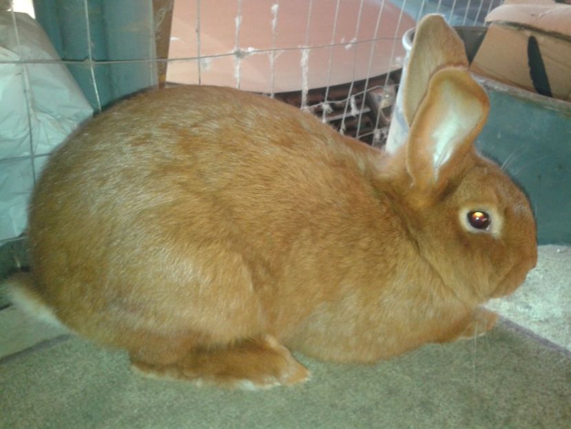 vörös3 - 02-DE VANZARE