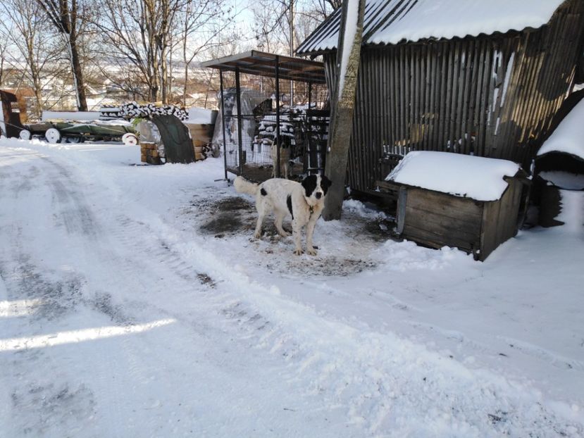  - Noua achiziție crb