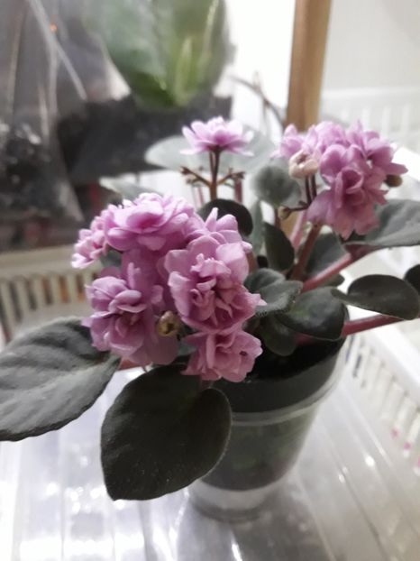 Mini violeta africană - Violete Africane