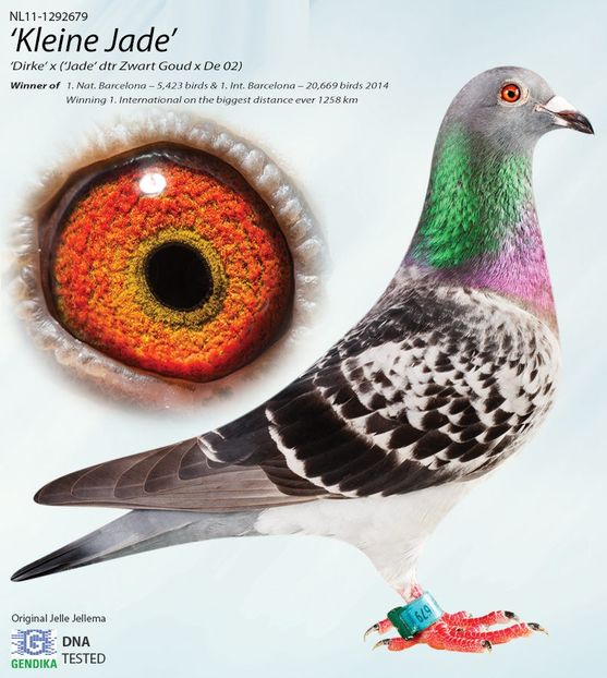 kleine-jade - Ispas M Kleine