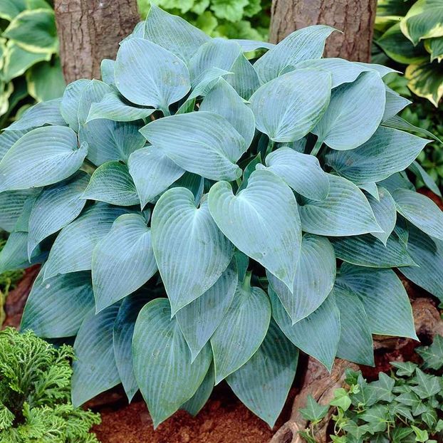 Canadian Blue-17 lei - HOSTA