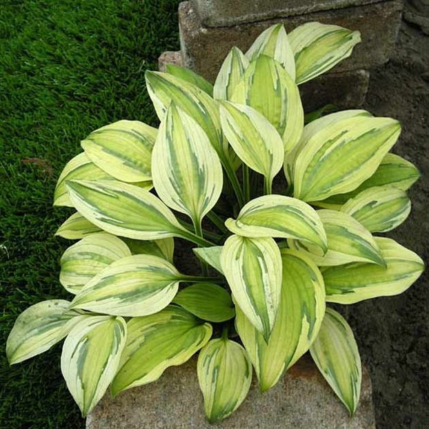 Captain's Adventure-20 lei - HOSTA