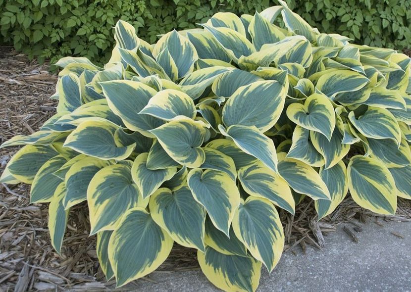 First Frost-19 lei - HOSTA