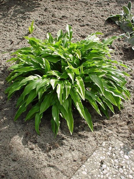 Green Bag-23 lei - HOSTA