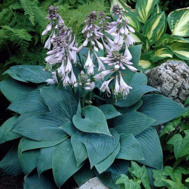 Halcyon-17 lei - HOSTA