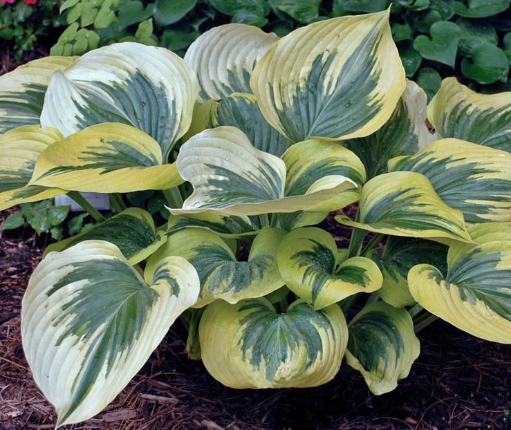 Liberty-25 lei - HOSTA