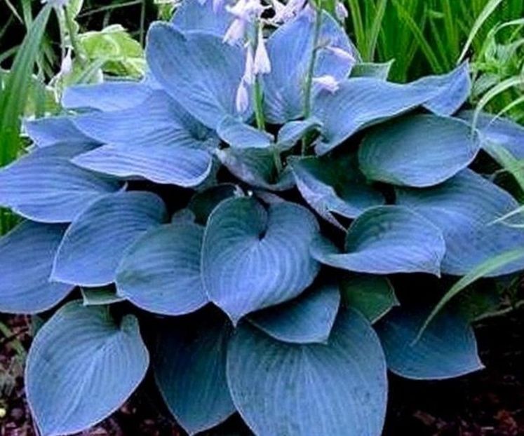 Moody Blues-22 lei - HOSTA