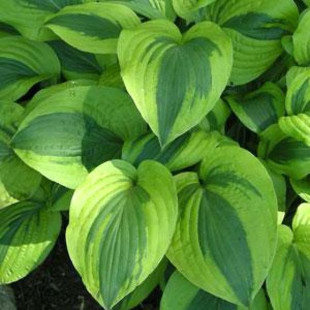 Moon Split-20 lei - HOSTA