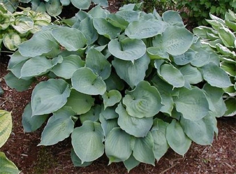 Moonlight Sonata-15 lei - HOSTA