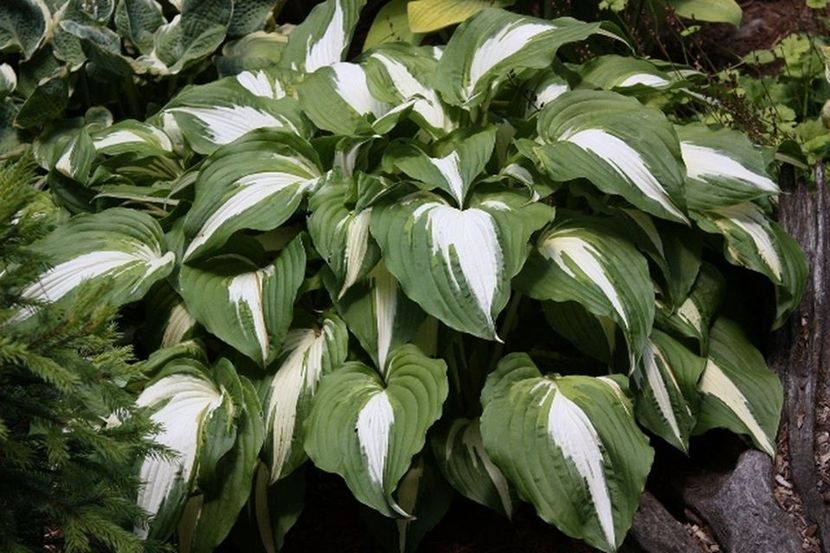 Night before Christmas-19 lei - HOSTA