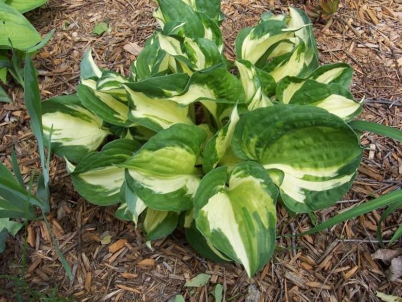 Pathfinder-23 lei - HOSTA
