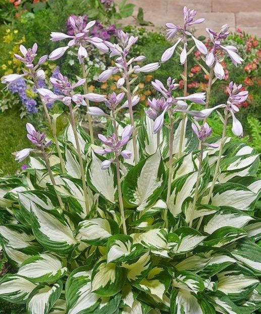 Paul Revere-23 lei - HOSTA