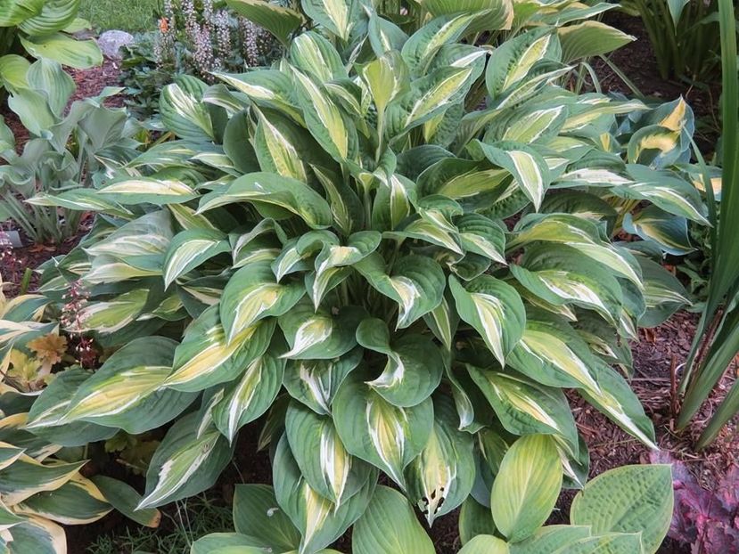 Snake Eyes-25 lei - HOSTA