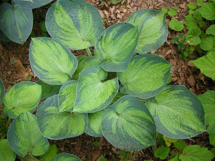 Tokudama Flavocircinalis-20 lei - HOSTA