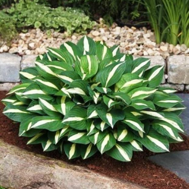 White Bikini-23 lei - HOSTA