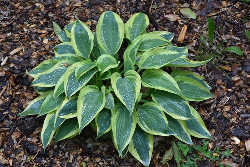 Wolverine-19 lei - HOSTA