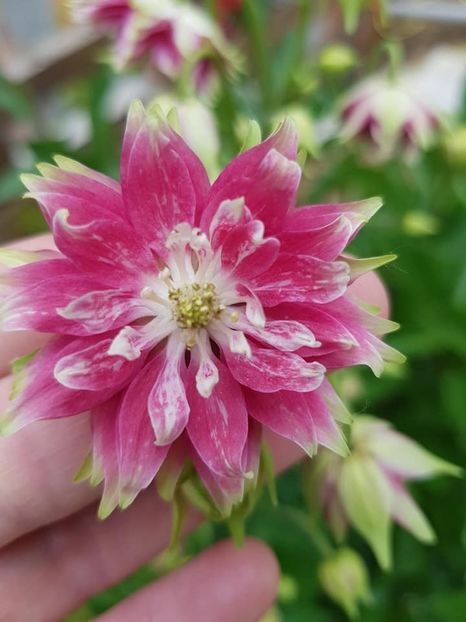 căldărușă Nora Barlow - 1 - CALDARUSA - COLUMBINE