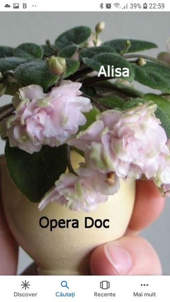 Poza net - Opera Doc