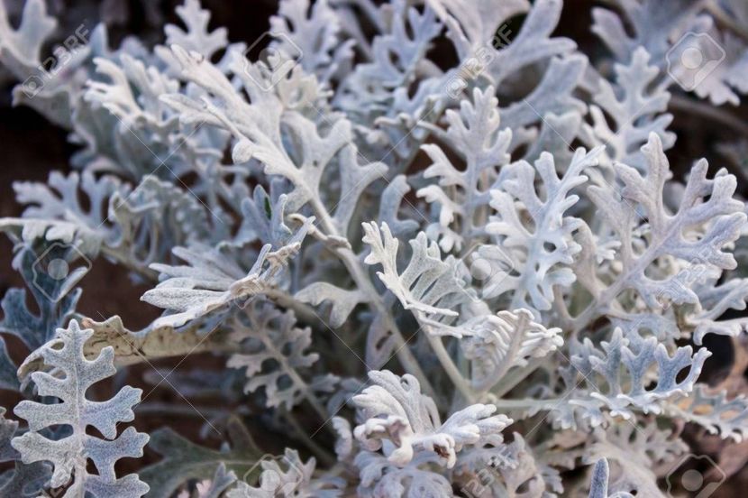 31908108-cineraria-silver - CINERARIA