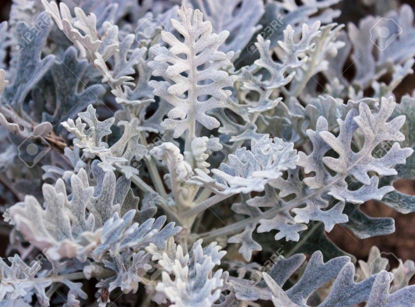 32229275-cineraria-silver - CINERARIA
