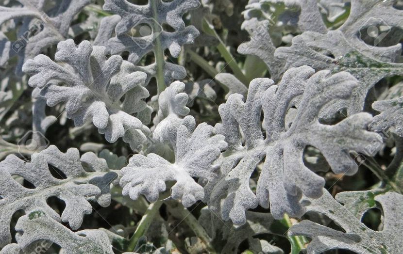 26574600-cineraria-maritima - CINERARIA