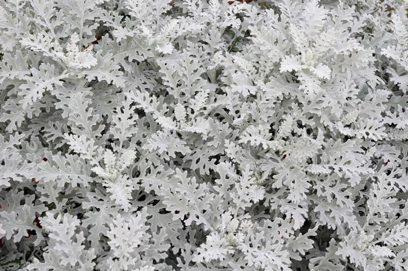 33556333-gray-soft-eaves-of-centaurea-cineraria - CINERARIA