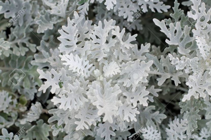 37328029-top-view-of-dusty-miller-plant - CINERARIA