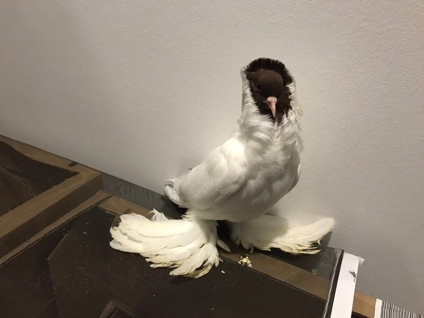 IMG-20200102-WA0000 - 1-1 Cap de maur