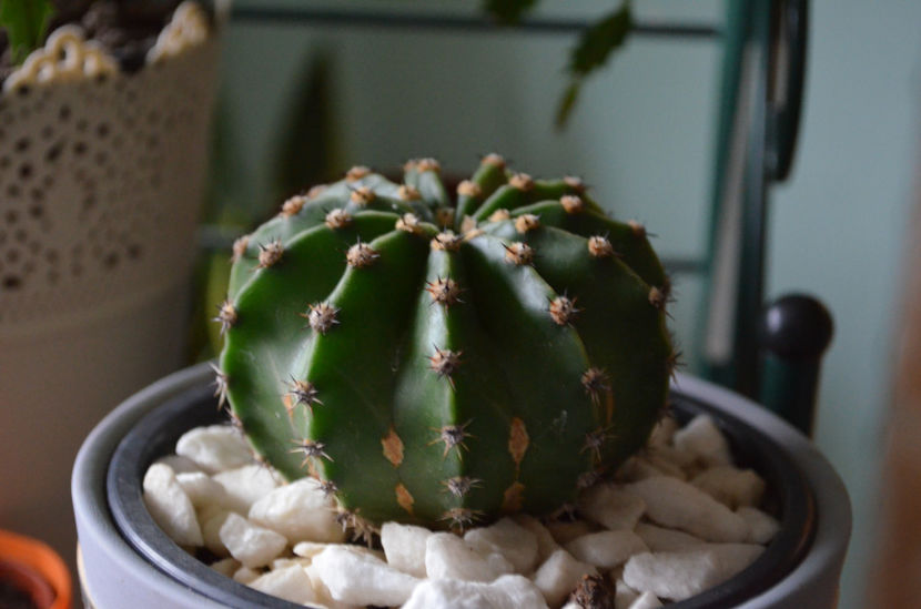  - suculente si cactusi