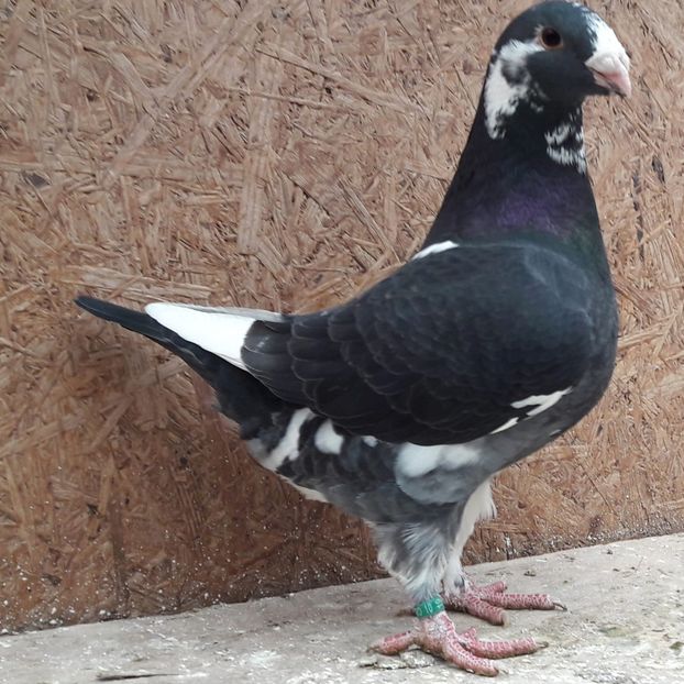 Fem 2019 - Porumbei vanduti