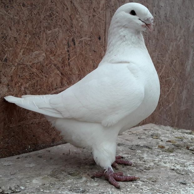 Masc2016 - Porumbei vanduti