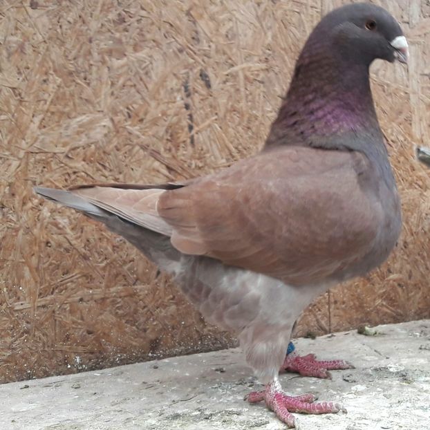 Fem 2019 - Porumbei vanduti