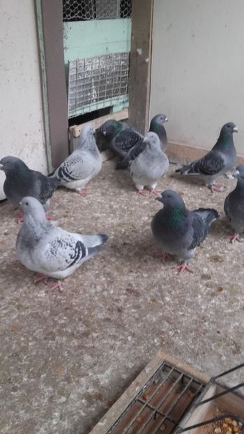  - 6 PORUMBEI LA GRAMADA