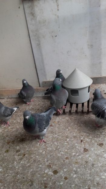  - 6 PORUMBEI LA GRAMADA