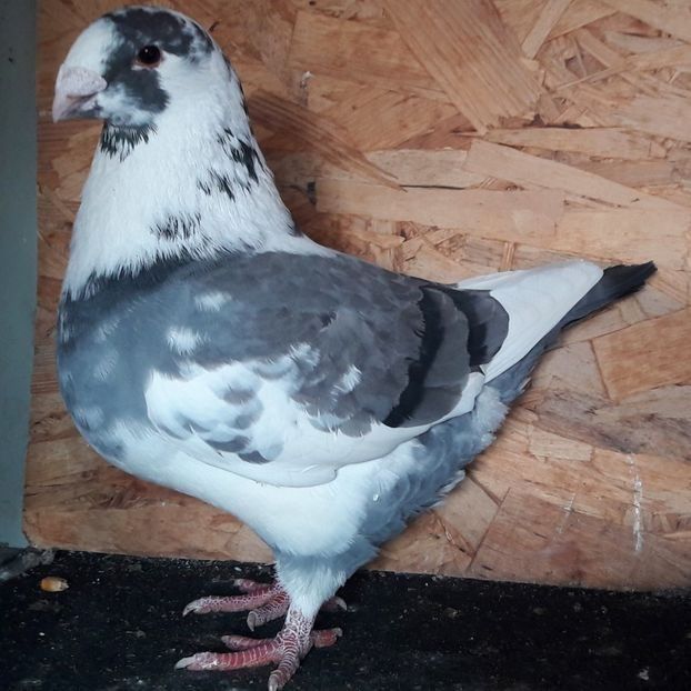 Fem.2019 - 3---AGH DAȚI 2019 - 2025