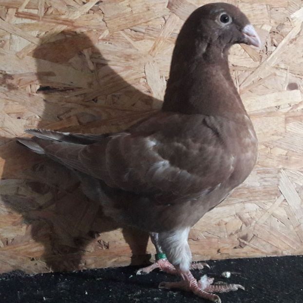 Pui 19 - 3---AGH DAȚI 2019 - 2025