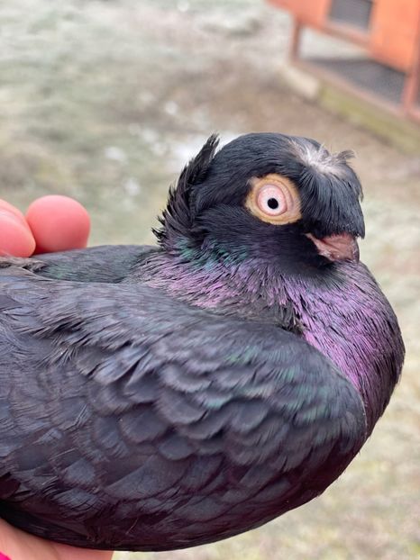 Același mascul - Jucatori Bimoțați de Ardeal pe negru