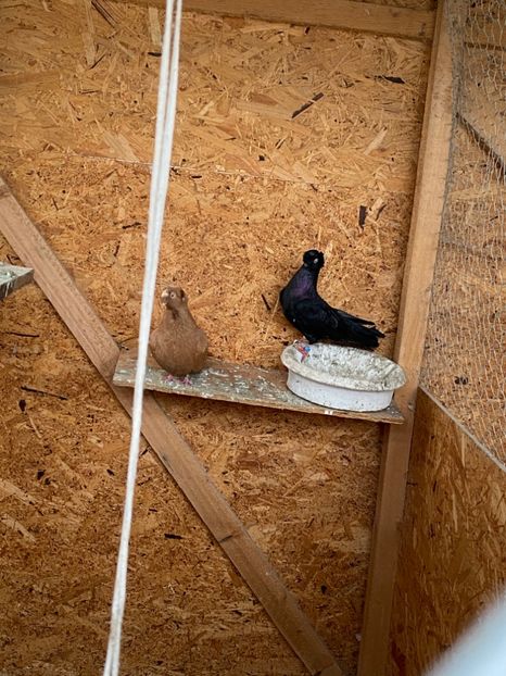 85381C5E-9F20-4FB4-9438-A215129467F5 - Jucatori Bimoțați de Ardeal pe negru