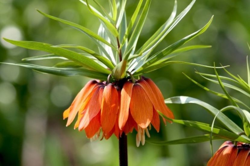Fritillaria imperialis (2) - Fritillaria
