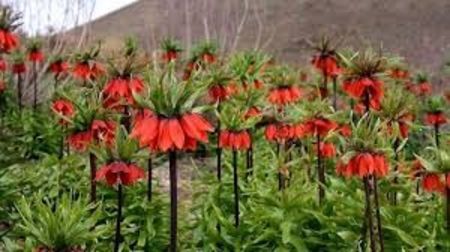 Fritillaria imperialis (3) - Fritillaria