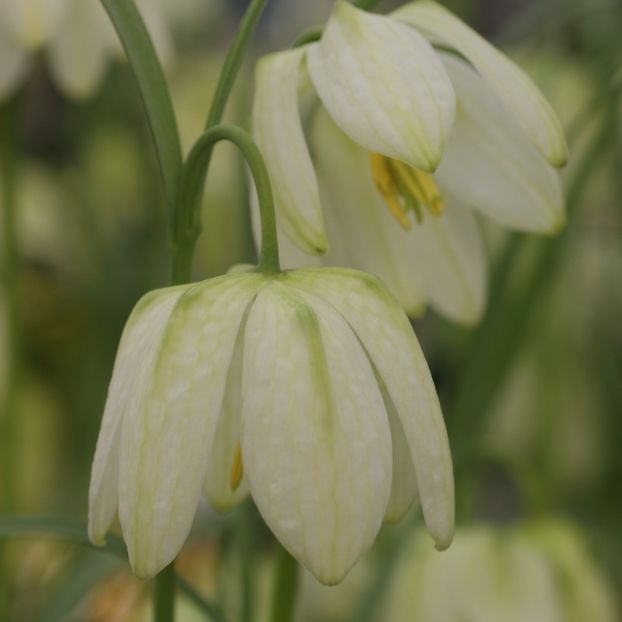 Fritillaria meleagris Alba - Fritillaria