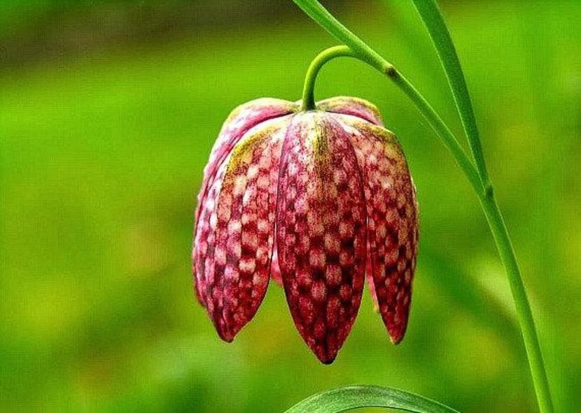 Fritillaria meleagris Maroon - Fritillaria