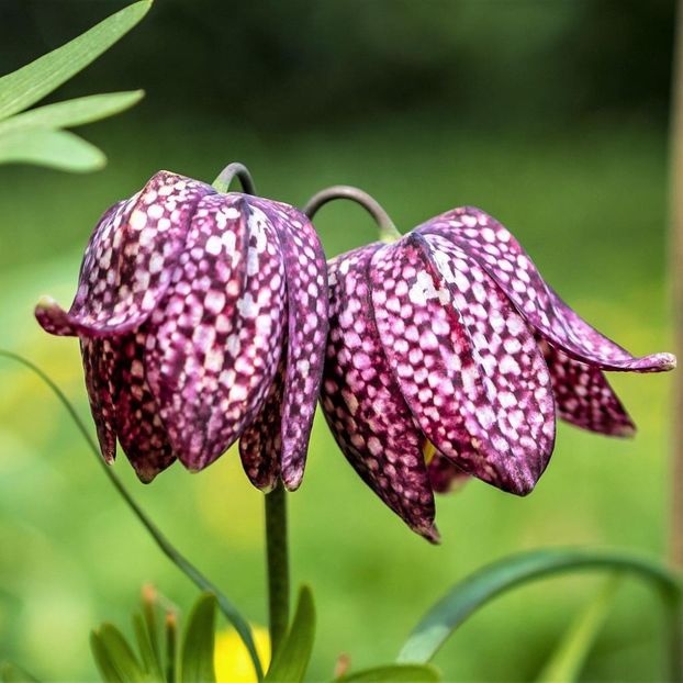 Fritillaria meleagris - Fritillaria