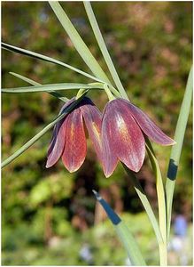 Fritillaria messanensis ssp. gracilis (2) - Fritillaria